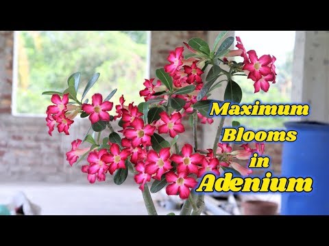 , title : 'Adenium Care (Desert Rose) Plant total care And How to get Maximum Blooms'