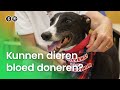 Kunnen dieren bloed doneren? | Vragen van Kinderen