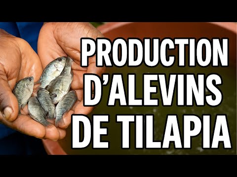 Alevinage en Pisciculture : Étapes Clés pour Maximiser Votre Production