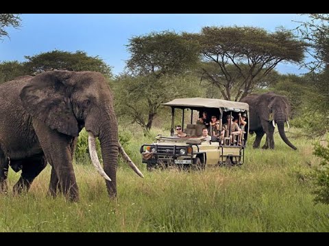 Témoignage de nos clients du safari 