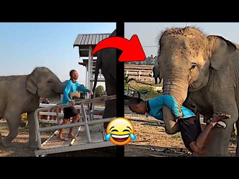 He Was Kidnapped By Elephant.. 🤣🤣🤣 #funnymoments