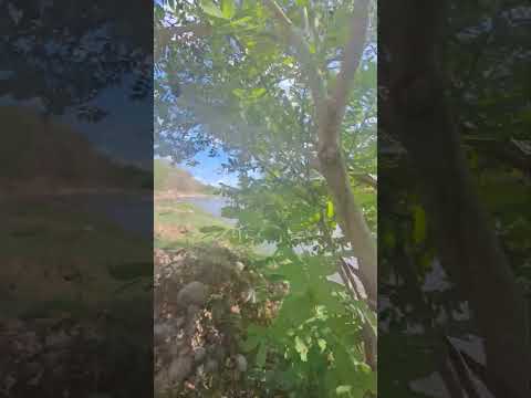 Rio Margarita #rios #guatemala #santarosa #Chiquimulilla #plantas