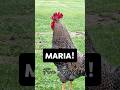 Maria!, Oh Maria!, Maria!#hen #rooster #chickens #chicken #featheryfinetime #nameyellingchicken
