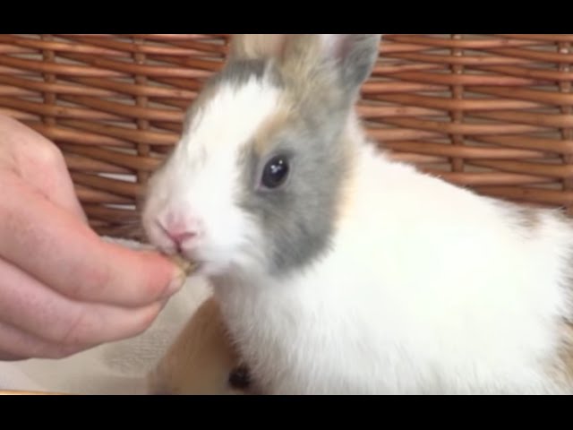 Vídeo relacionado con BUNNY Snacks Enjoy Nature Madera DE Manzano 6X100GR