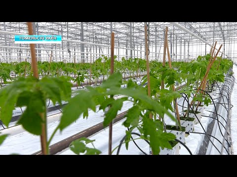 Паводок и низкие ночные температуры могут оказать неблагоприятное влияние на нынешний урожай овощей видео