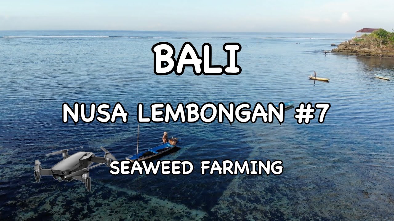 Discover a glimpse of Seaweed Farms.