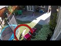 Coyote Chases 4-Year-Old Girl Through Her Backyard