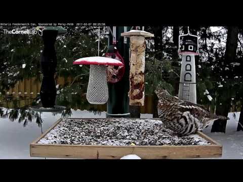 Startling Blue Jay Call Gets Grouse Moving – Feb. 7, 2017