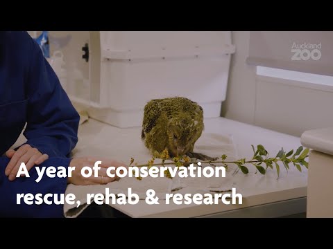 Destaques do Zoológico e Aquário 2019: conservação e resgate