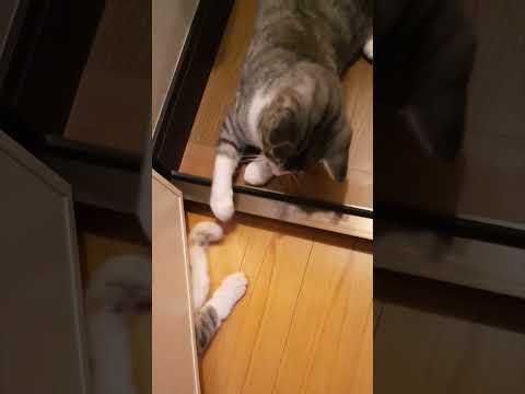 かわいい差し入れ Cute cat paws Zampe di gatto carine. #cat #kitten #猫 #子猫 #保護猫