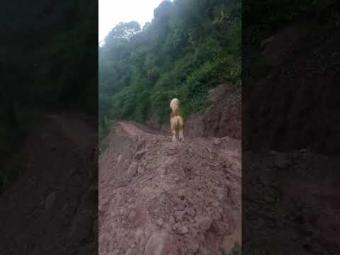 Sher Ka Sunday 💟🥰💟 @jaikumarjik8294 #doglovers #jikjai #jaikumarjik8294 #sweetdog #animaldog