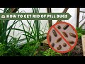How to Get Rid of Pill Bugs in Your Garden
