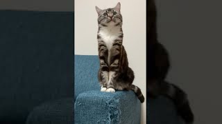 #shorts 自分で作り上げた作品の上で誇らしげな表情をした後去っていく猫 足長マンチカン まる Munchkin cat
