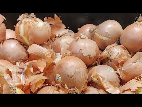 Biggest Onions ever seen Walmart Mandela Effect
