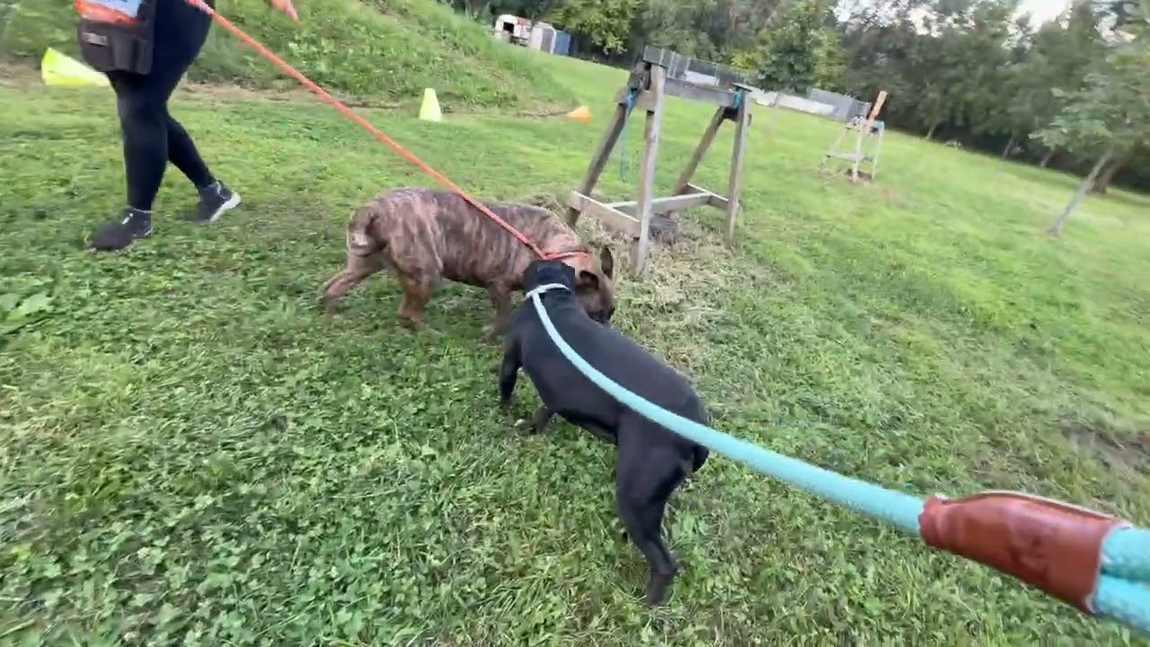 Tadasana's Leash Test