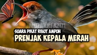 Download lagu SUARA PIKAT PRENJAK KEPALA MERAH RIBUT || PANCINGAN PRENJAK ABANG GACOR || PRENJAK KLAWU TARUNG mp3 Download lagu SUARA PIKAT PRENJAK KEPALA MERAH RIBUT || PANCINGAN PRENJAK ABANG GACOR || PRENJAK KLAWU TARUNG mp3