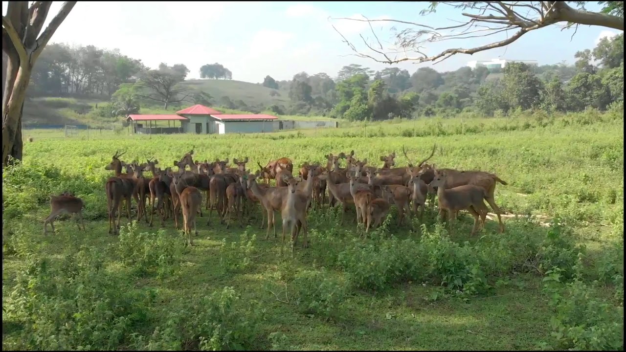 Ladang Rusa Taman Pertanian UPM