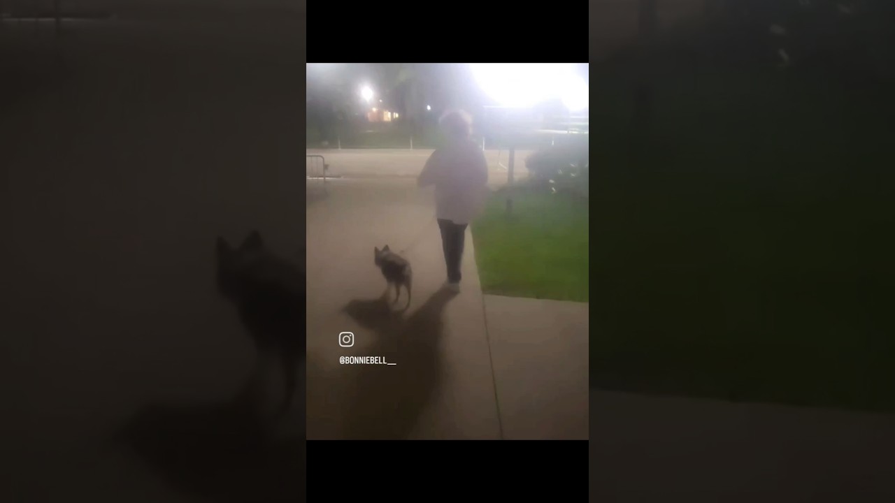 "NIGHT WALK" (2023) -- a microfilm about walking our doggie