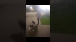 "NIGHT WALK" (2023) -- a microfilm about walking our doggie