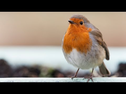 4K HDR Winter River - Snowy Forest Stream - Flowing Water & Snowfall - Sounds for Sleep & Relaxation