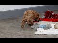 Cockapoo dogs for sale: Hudson - Video 1