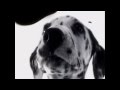 102 Dalmatians Digga Digga Dog