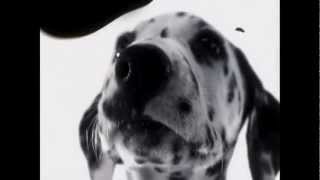 102 dalmatians digga digga dog