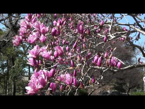 紫モクレン 植物