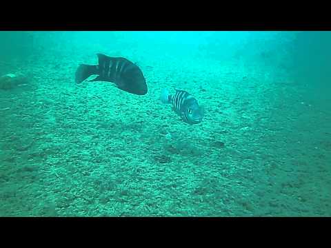 Amphilophus zaliosus coppia con nidiata nel lago Apoyo