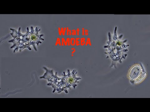 What is Amoeba?