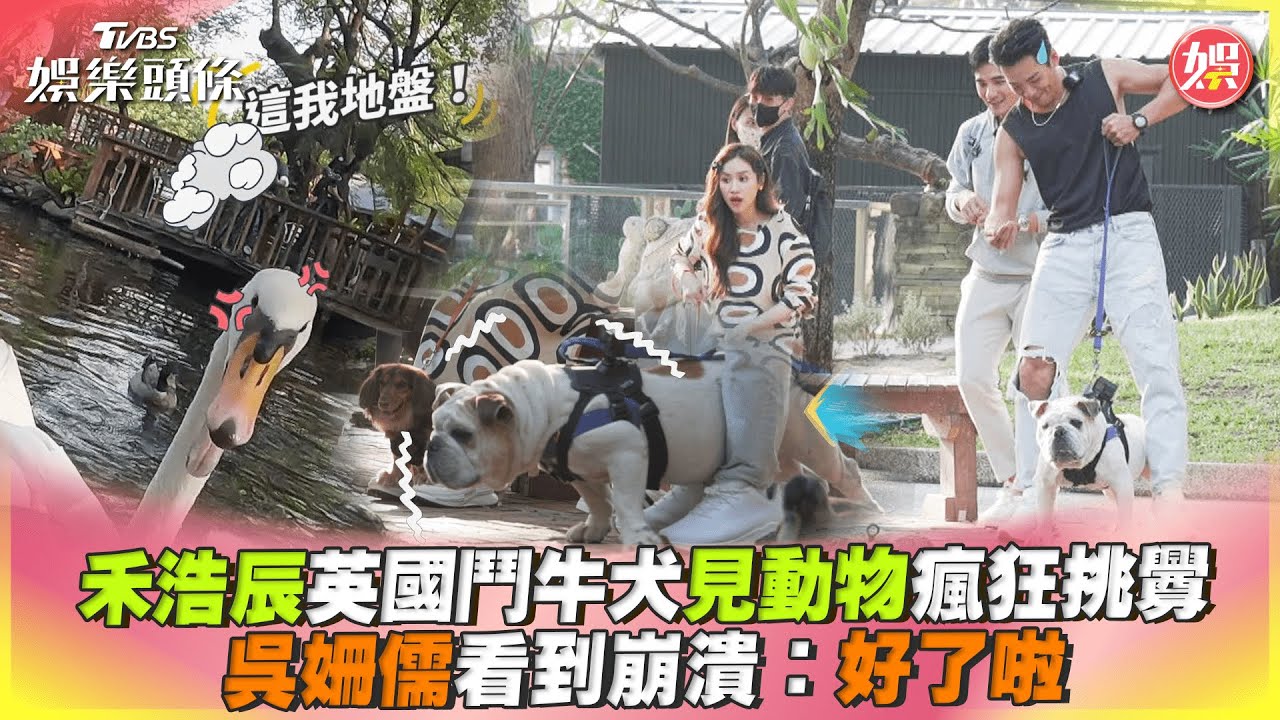 影音/禾浩辰英國鬥牛犬見動物瘋狂挑釁 吳姍儒崩潰:好了啦