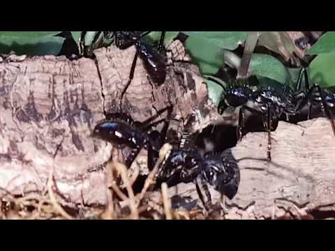 Paraponera (2017-06)