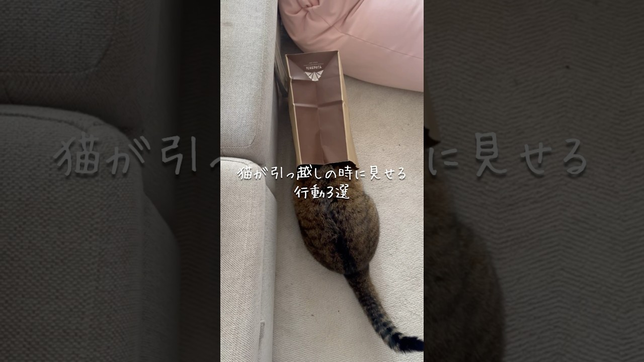 猫が引っ越しの時に見せる行動3選 #猫 #ねこ #猫好きさんと繋がりたい #猫のいる暮らし #保護猫 #ねこ動画 #ねこのいる生活 #猫動画 #雑学 #豆知識 VOICEVOX:ずんだもん