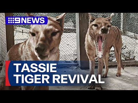 Scientists working to bring Tasmanian tiger back from extinction | 9 News Australia