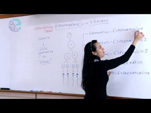 Gametogenesis: spermatogenesis