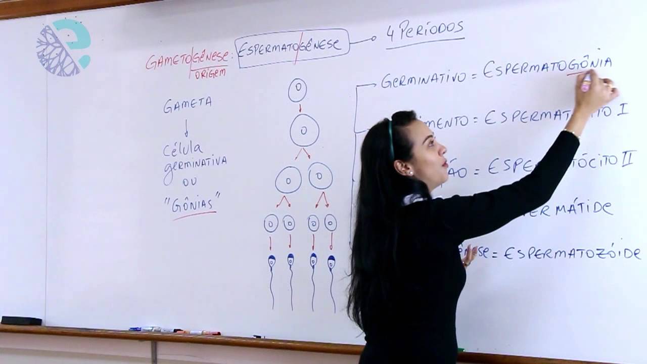 Gametogênese:  espermatogênese