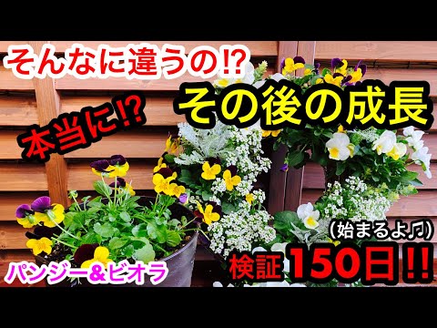 パースニップとパセリの根: 違いは何ですか? 植物