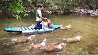 나는 노를 저을 테니 너희는 꼬리를 저어라 ㅣ 8코기 & 패들보드 첫 3일간의 기록