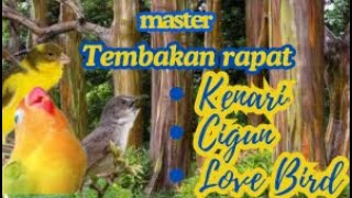 Download lagu kompilasi suara burung kenari cigun lovebird ngekek tembakan durasi panjang #kicaumaniaindonesia mp3 Download lagu kompilasi suara burung kenari cigun lovebird ngekek tembakan durasi panjang #kicaumaniaindonesia mp3