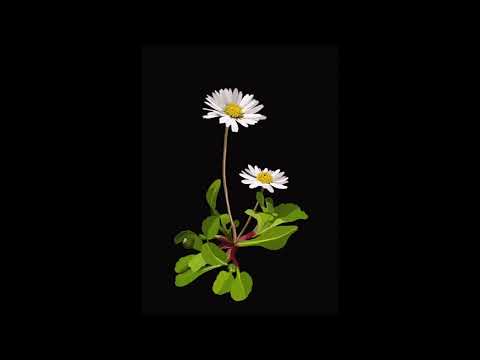 Bellis perennis day and night