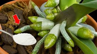 Sprinkle 1 teaspoon! Suddenly the orchid grew 1001 roots and bloomed super flowers.