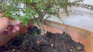 Cotoneaster Bonsai: Key Steps for Repotting & Branching Success
