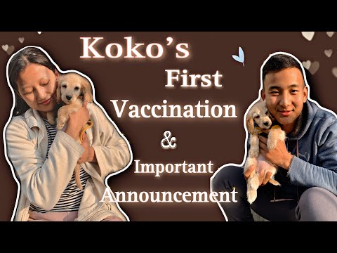 Koko’s first vaccination 💉 and Imp Announcement 📣// Sadikshya Gurung