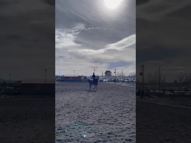 Hongre Anglo-Arabe A vendre 2020 Autre couleur