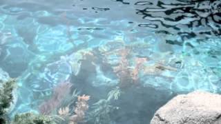 "no mermaid'   sinead lohan.