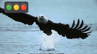 Download lagu NGERI,,,...MENGERIKAN BURUNG ELANG INI TERBANG DI ATAS AIR LAUT LEPAS mp3