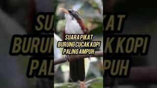 Download lagu suara pikat burung cucak kopi terbukti ampuh anti zonk mp3 Download lagu suara pikat burung cucak kopi terbukti ampuh anti zonk mp3