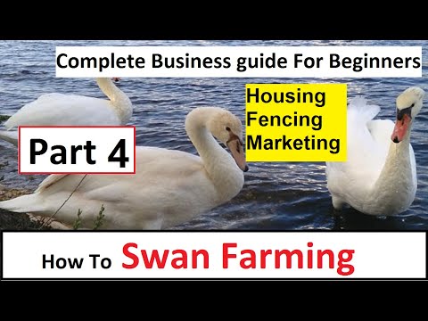 , title : 'How To Start Swan Farming | Part 4 | Business Starting Guide For Beginners | Complete Guide |'