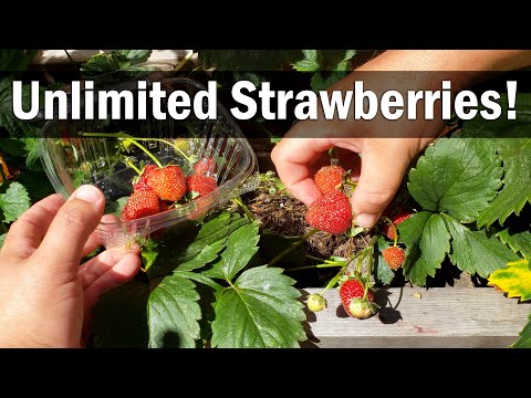 Strawberry Plant Revival Make More And More Strawberry Plants