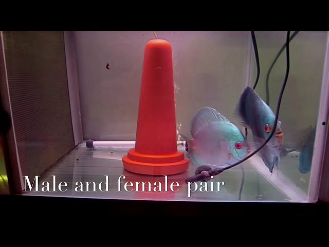 Discus Fish’s Male and Female